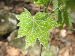 Alangium platanifolium