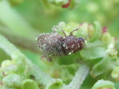 Heterhelus