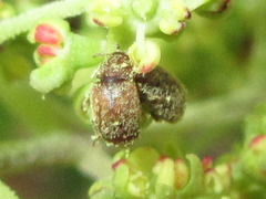 Heterhelus