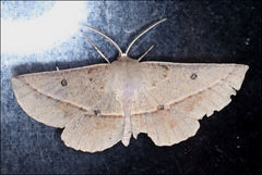 Phallaria ophiusaria