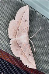 Phallaria ophiusaria