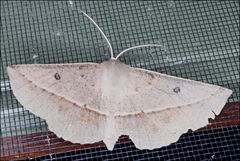 Phallaria ophiusaria