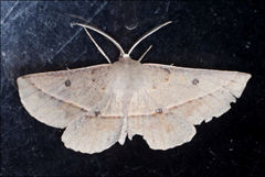 Phallaria ophiusaria