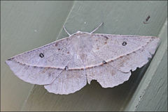 Phallaria ophiusaria