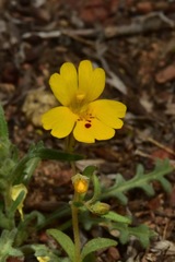 Erythranthe carsonensis