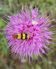 Trichodes bibalteatus