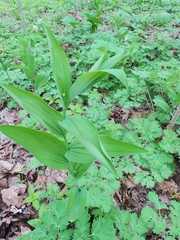 Polygonatum biflorum