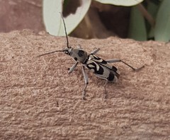 Chlorophorus macaumensis