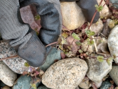 Bombylius pulchellus