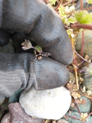 Bombylius pulchellus