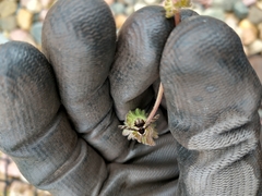 Bombylius pulchellus