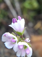 Veronica californica