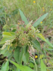 Croton gomezii