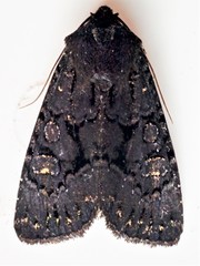 Apamea impulsa