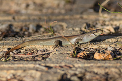 Liopholis whitii
