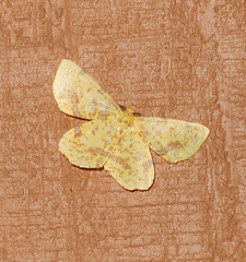 Xanthotype urticaria