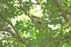 Rhipidura albiscapa alisteri