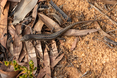 Liopholis whitii