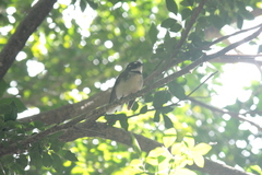 Rhipidura albiscapa alisteri