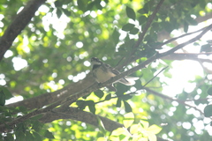 Rhipidura albiscapa alisteri