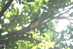 Rhipidura albiscapa alisteri