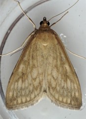 Sitochroa chortalis