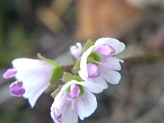 Veronica californica