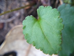 Veronica californica