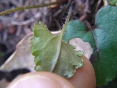 Veronica californica