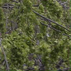 Ulmus pumila