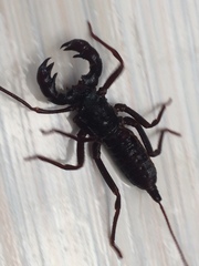 Uropygi
