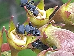 Myrmeurynota