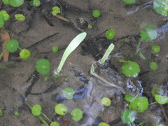 Lilaeopsis carolinensis