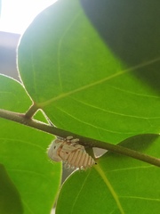 Membracis foliatafasciata