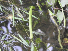 Lilaeopsis carolinensis