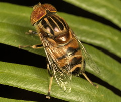 Eristalinus quinquestriatus