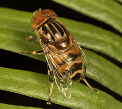 Eristalinus quinquestriatus