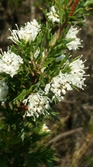 Hakea tuberculata