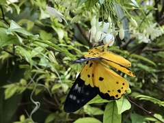 Dysphania sagana