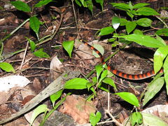 Oxyrhopus petolarius