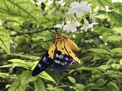 Dysphania sagana