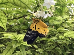 Dysphania sagana