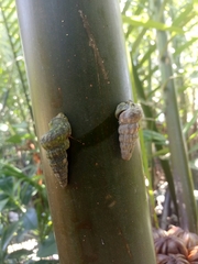 Cerithidea decollata