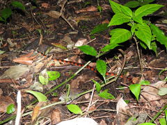 Oxyrhopus petolarius