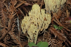Ramaria stricta image