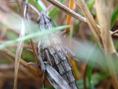 Sigaus campestris