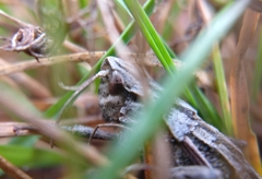 Sigaus campestris