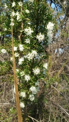 Hakea tuberculata