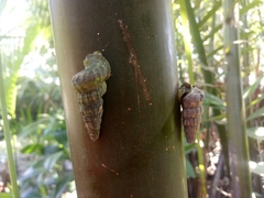 Cerithidea decollata