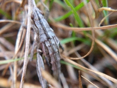 Sigaus campestris